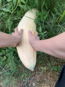 Two hands around a giant pale yellow squash on the vine.