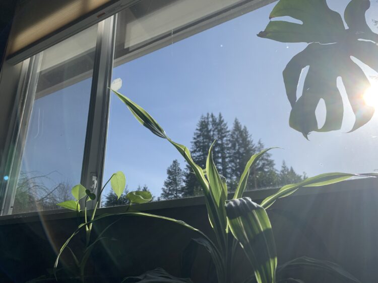 A window with trees and sun outside and houseplants inside on a shelf below