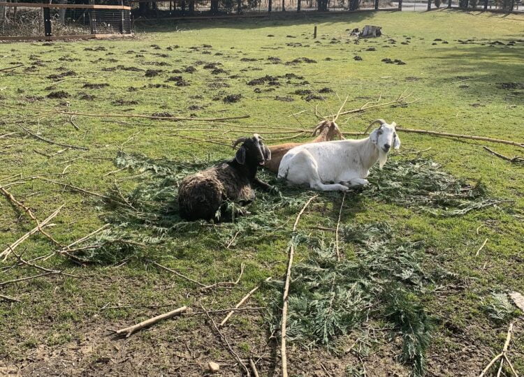 Three goats laying in a pasture surrounded by shrub trimmings.