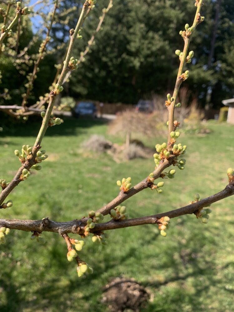 A tree branch covered in small flowers that are about to bloom is a sure indicator of spring.