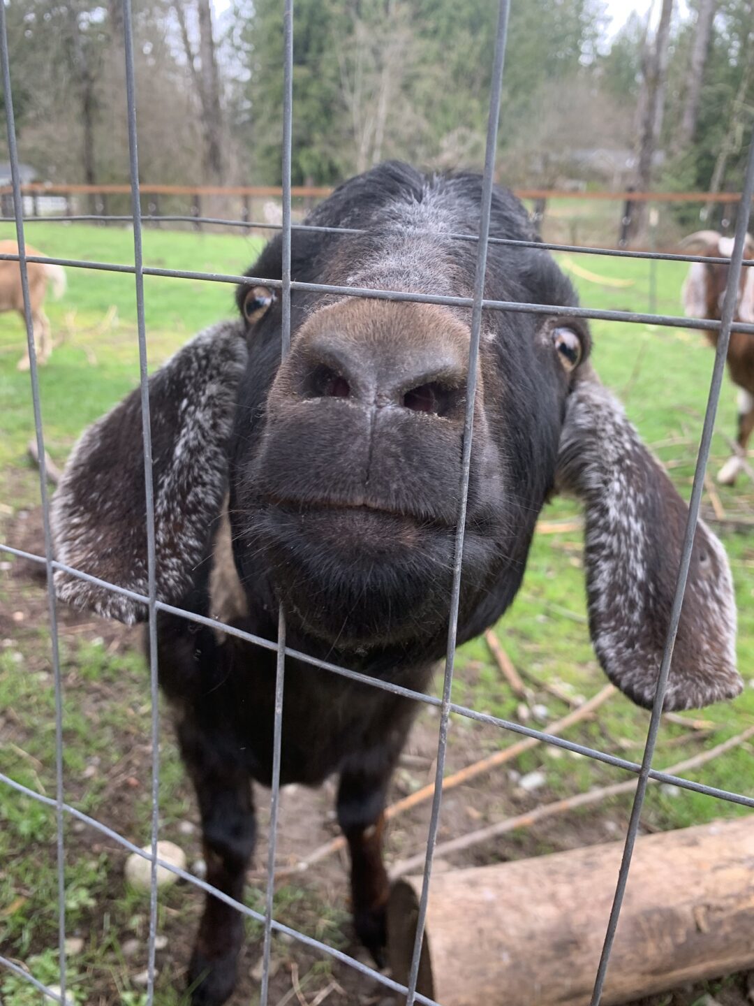 A black goat with speckled ears leans his face in to peer through a wire fence.