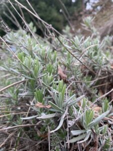 A lavender bush that is showing new growth in the springtime.