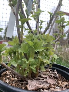 A potted currant bush that is growing new leaves and growing in early spring.