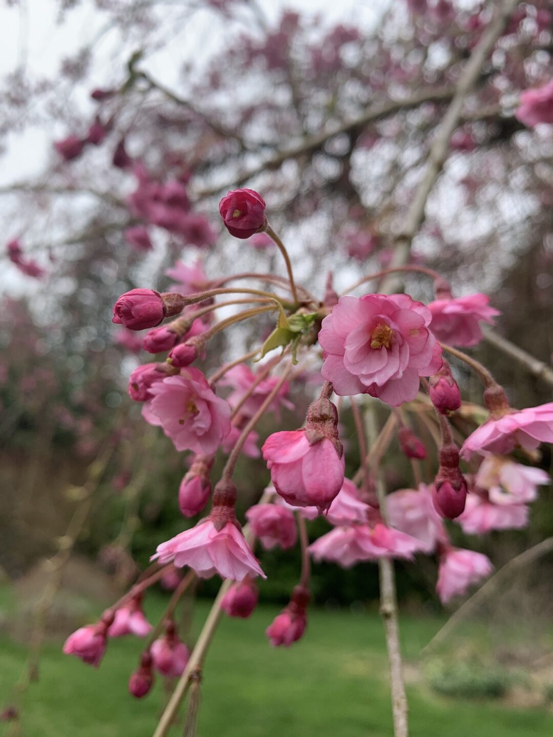 Bright pink cherry blossoms with green grass in the background.