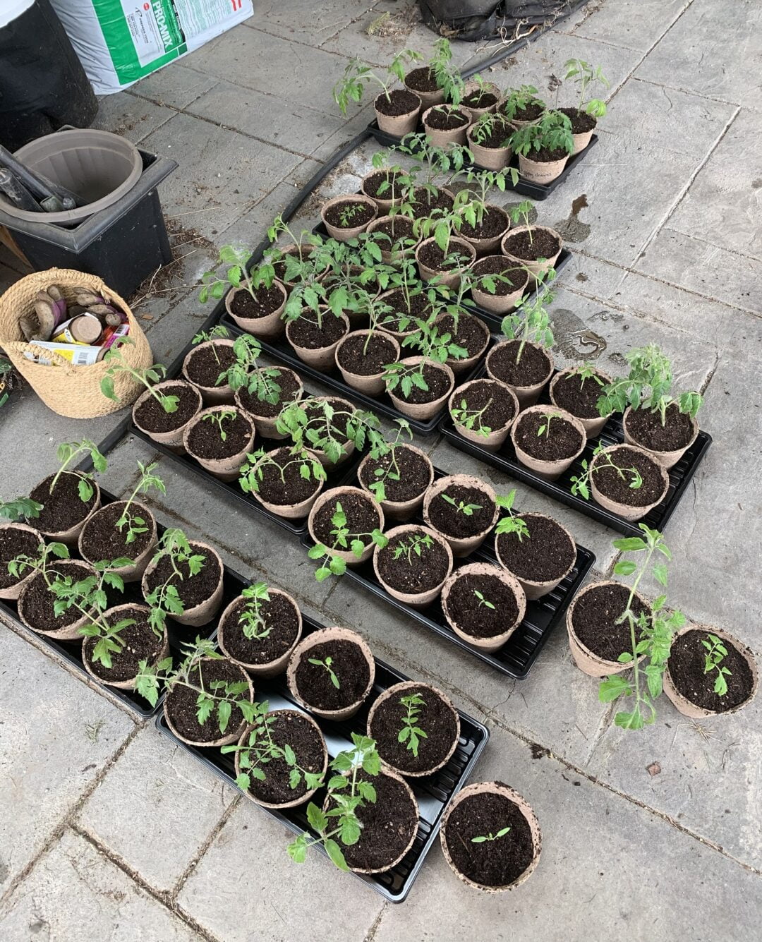 Potting trays and pots filled with young tomato plants.