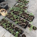 Potting trays and pots filled with young tomato plants.