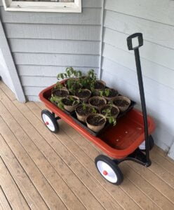 A little red wagon filled with pots of young tomato plants.