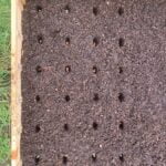 A raised garden bed with rows of holes in the soil for planting beans.