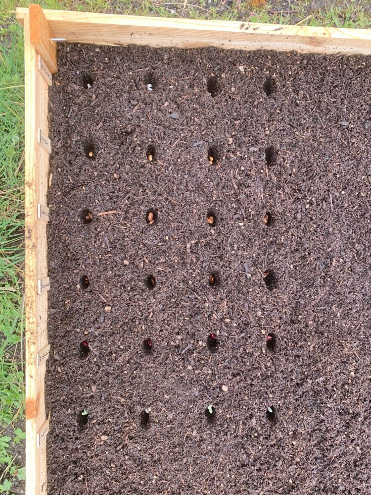 A raised garden bed with rows of holes in the soil for planting beans.