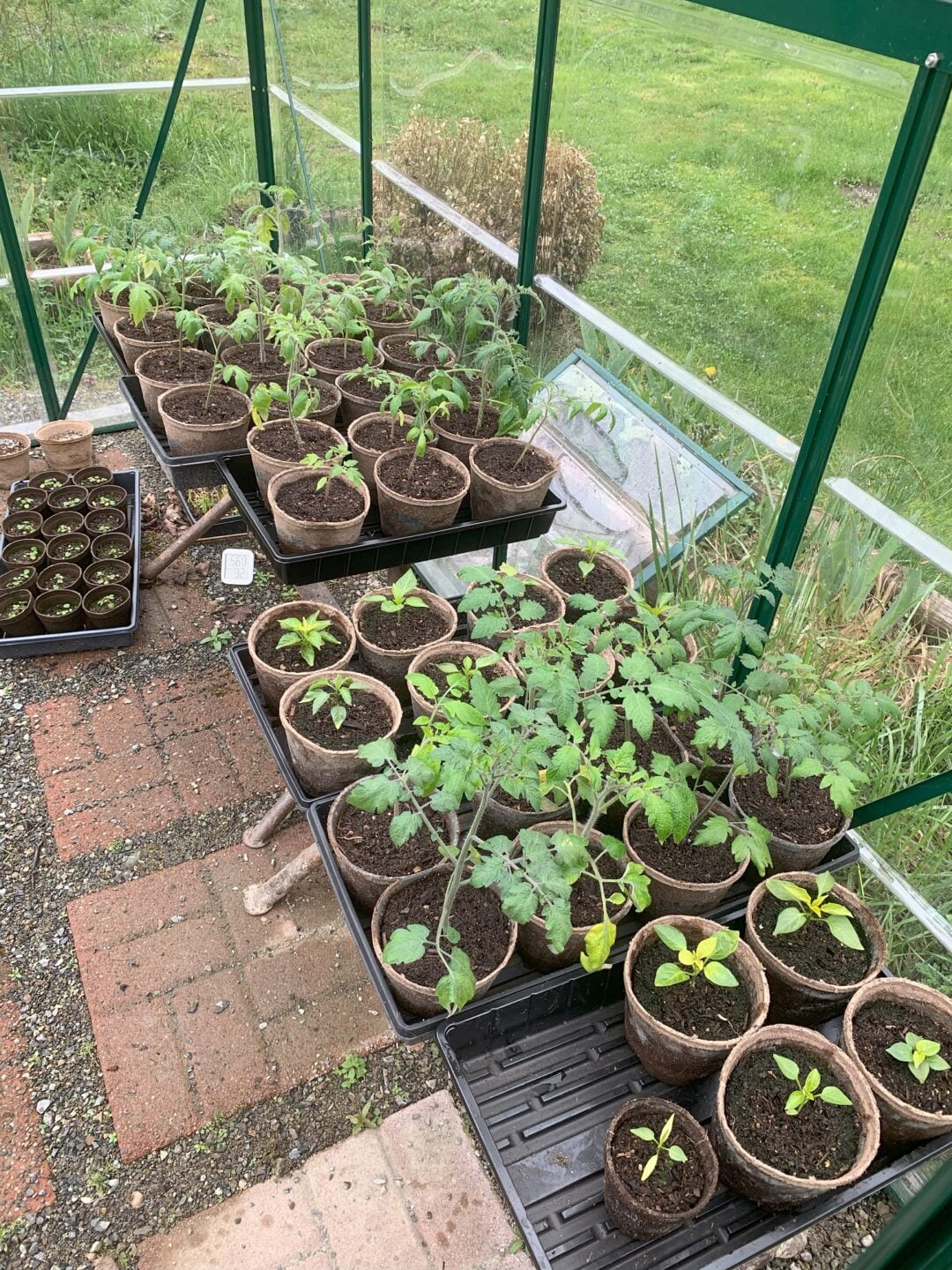 A greenhouse filled with potted plants.