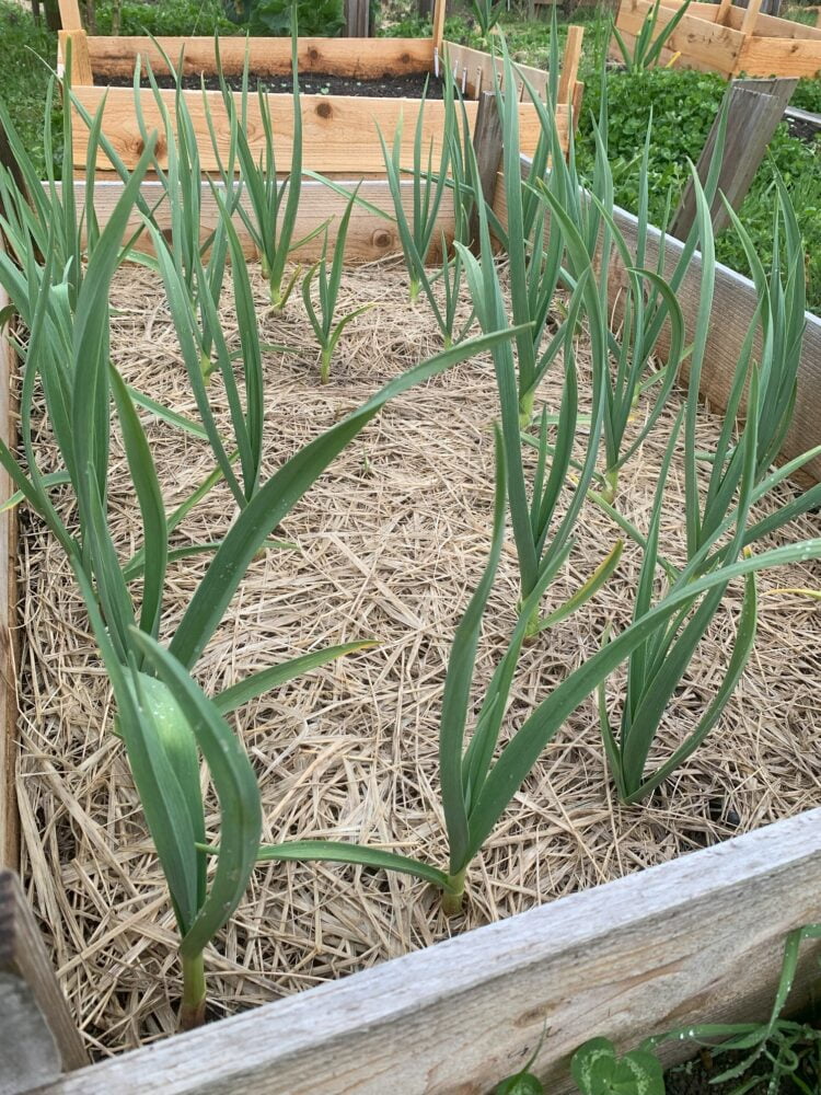 A straw-covered raised garden bed with green garlic shoots coming up from the soil.