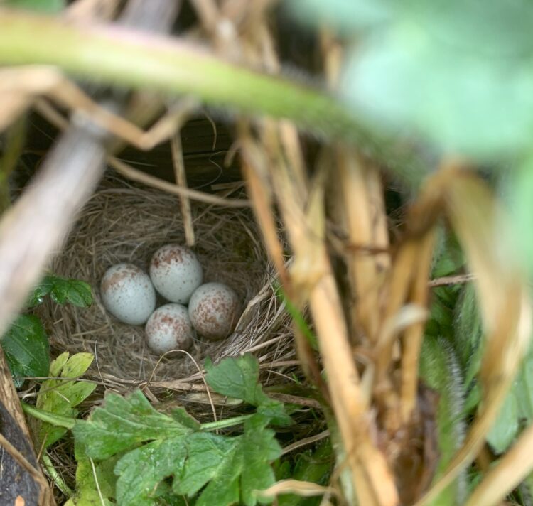 A smell bird's nest with four light blue Junco eggs.