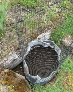 A wire cage lined with newspaper and filled with soil.