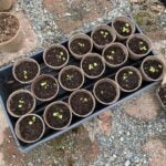 A potting tray full of small strawberry starts sitting on a paver and gravel patio.