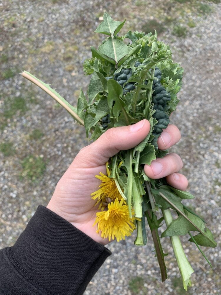 A hand holding an assortment of garden-grown leaves.