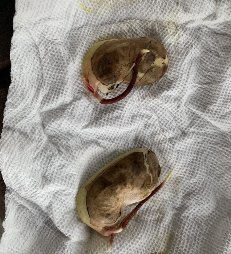 Two sprouted mango seeds on a wet paper towel.