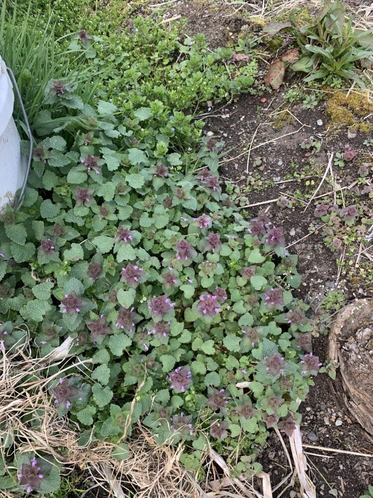 A cluster of purple dead nettle growing in the ground.