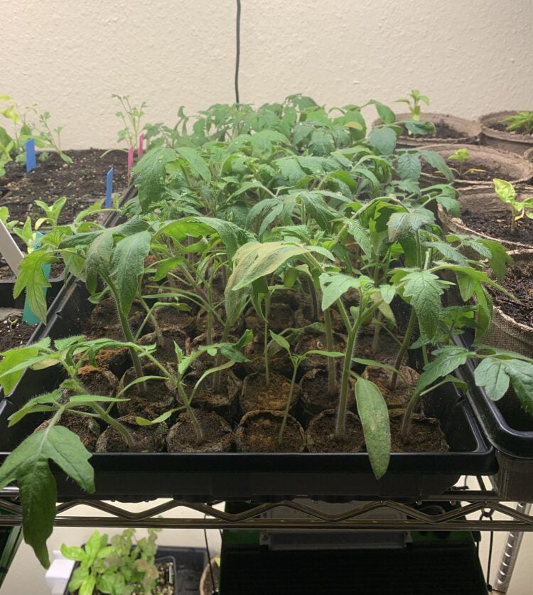 Tomato starts growing in black planter pods.