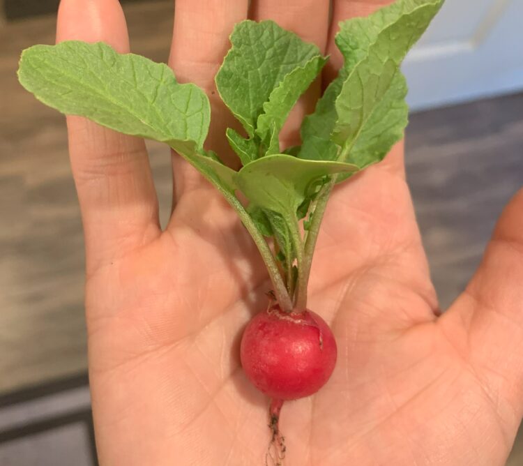 A bright red radish with green leaves sitting in the palm of a hand.