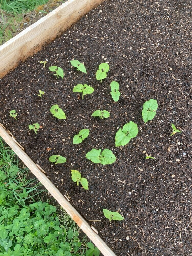 A raised garden bed with rows of young bean plants growing in the soil.