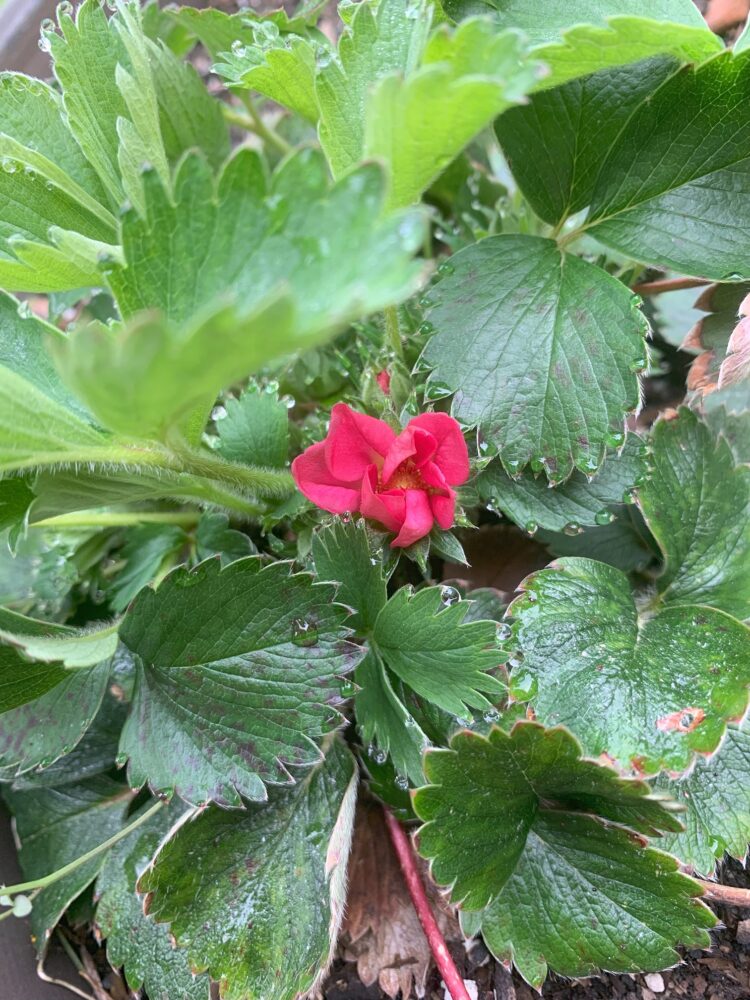 A bright pink flower growing on a strawberry plant.