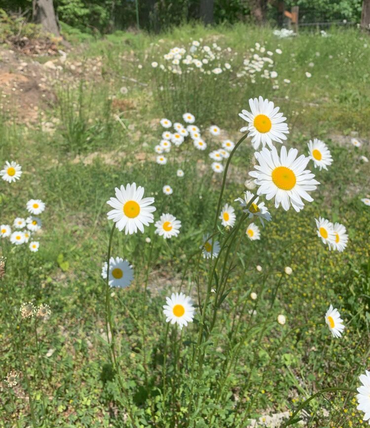 White and yellow Oxeye Daisies growing in a grassy field.