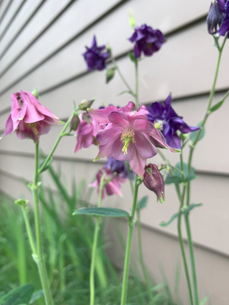 Delicate pink and purple flowers growing on bright green stems.