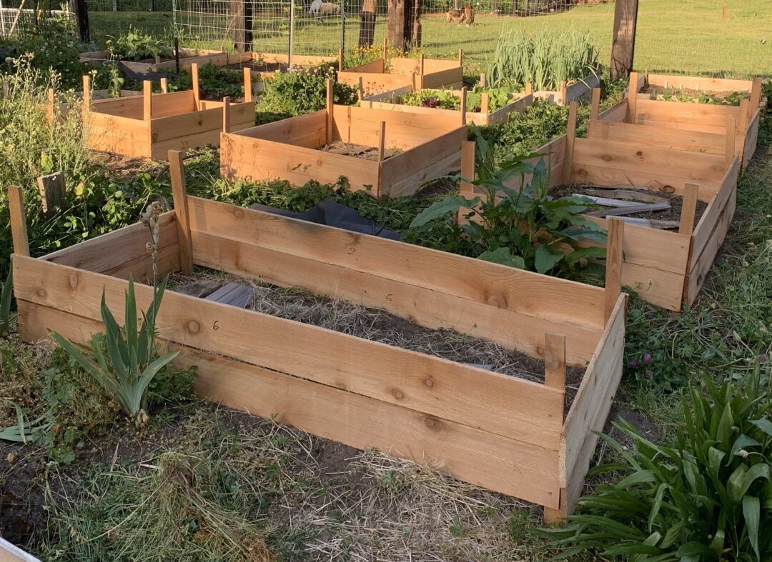 A garden space filled with wooden raised beds.
