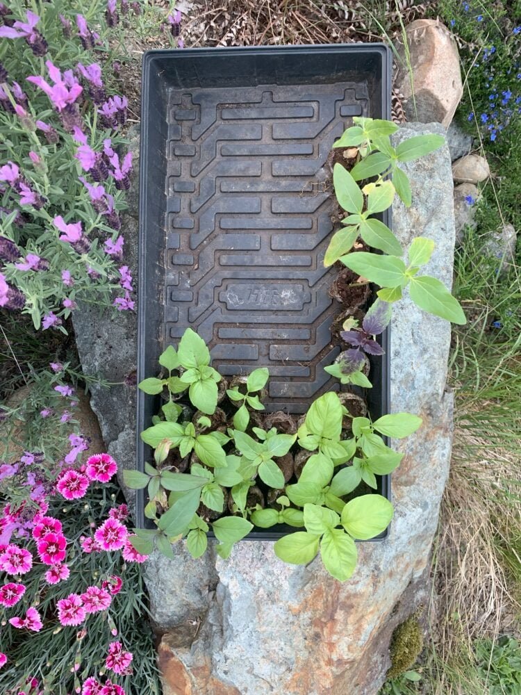 A planting tray filled with small basil and sunflowers seedlings.