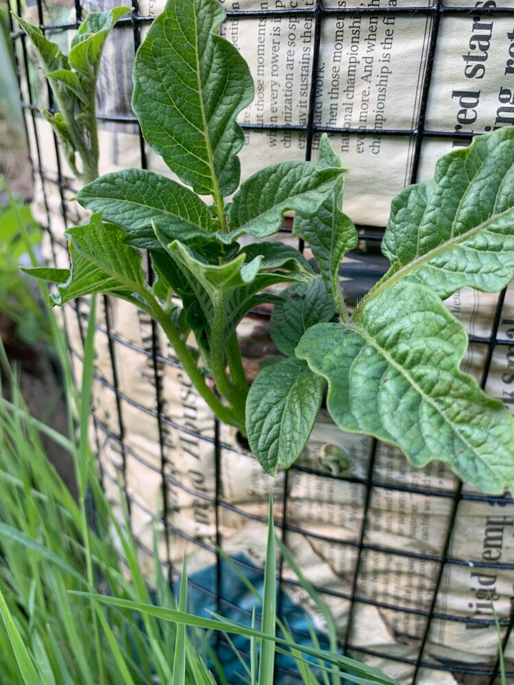 A potato plant sprouting leaves through the holes of a wire cage.
