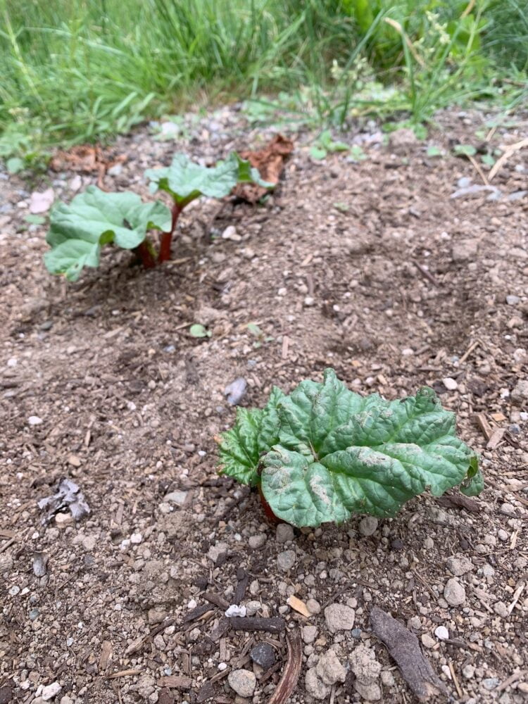Large rhubarb leaves growing atop the soil.