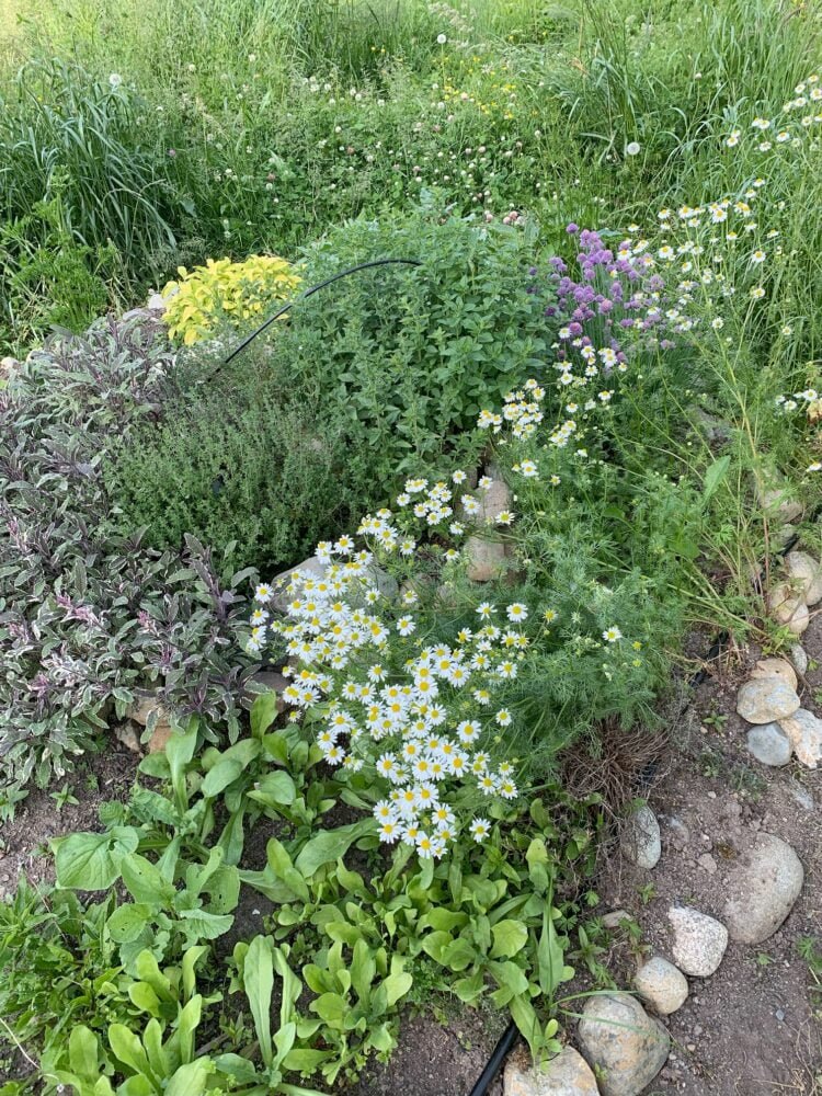 A spiral-shaped garden filled with different herb plants.