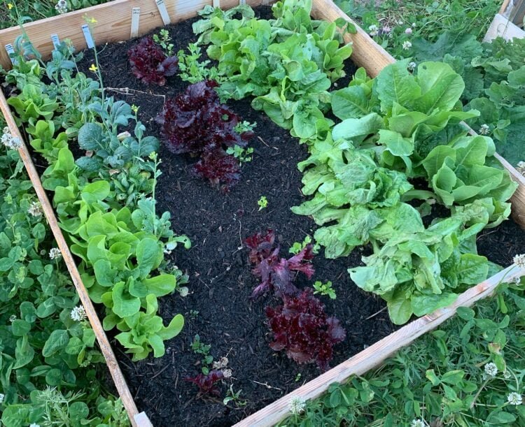A raised garden bed filled with soil and rows of lettuce and greens.
