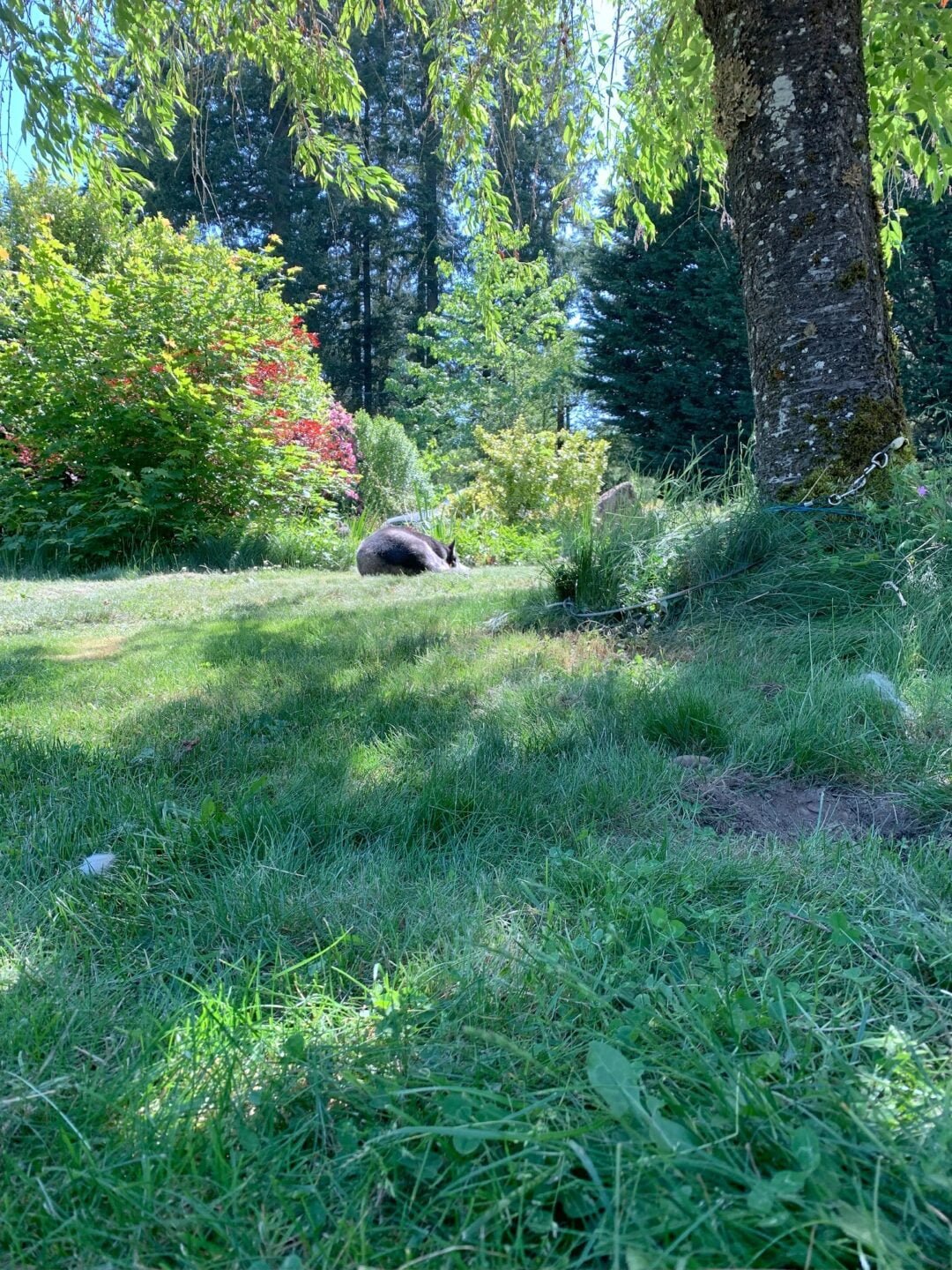 A lush greenscape -- shady grass, leafy trees, and sunshine spilling through the branches.