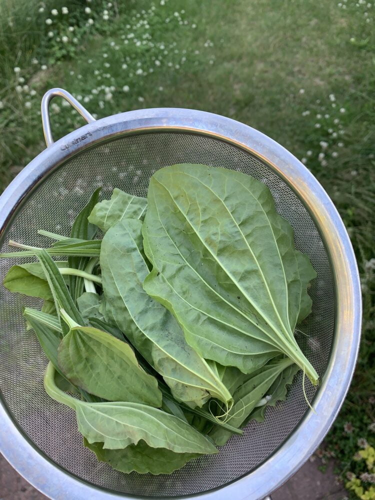 A mesh strainer filled with green plantain leaves.
