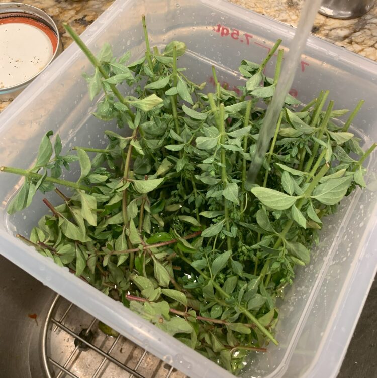 A plastic bin filled with freshly harvested herbs.