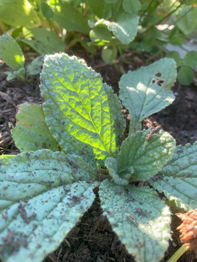 A green leaf that is illuminated by sunlight.