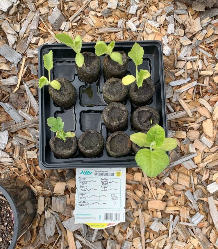Seed pods with baby melon seedlings growing in them.