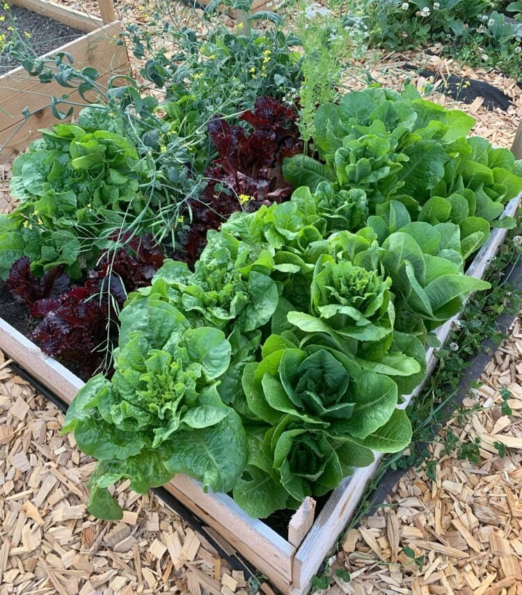 A raised garden bed full of lush heads of lettuce in varying colors.