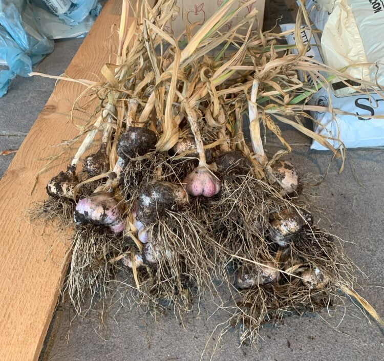 A large bunch of freshly harvest garlic.