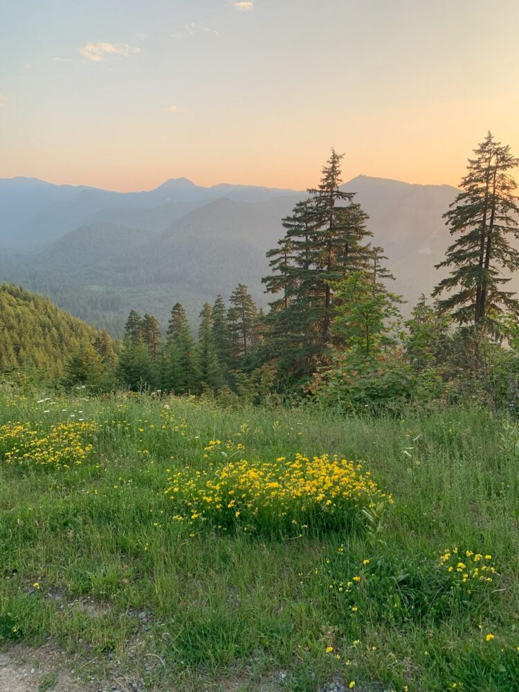 A grassy hillside speckled with wildflowers, with a bright sunset and mountain-scape in the background.