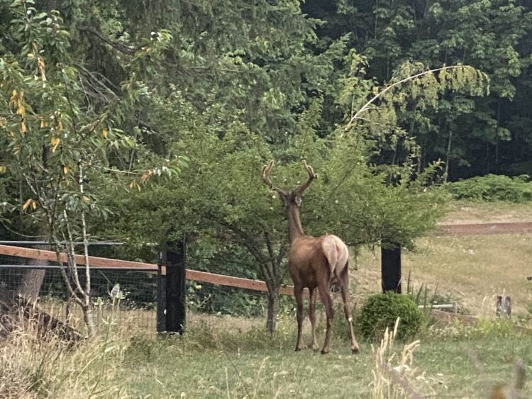 A large elk wandering and grazing on the outskirts of a pasture.