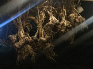 Bundles of garlic hanging to dry in a dark room.