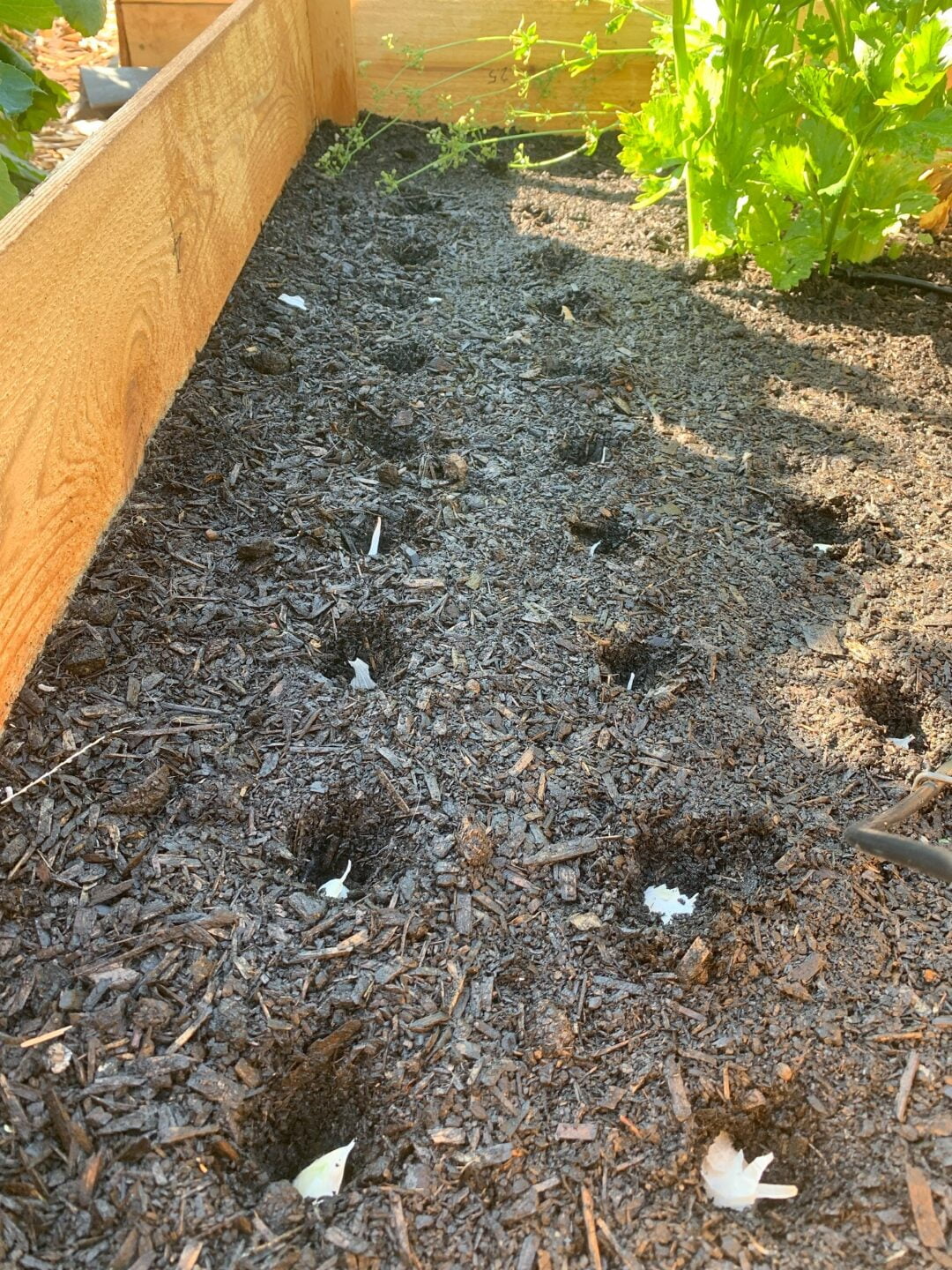 A raised garden bed with rows of garlic popping up from the soil.