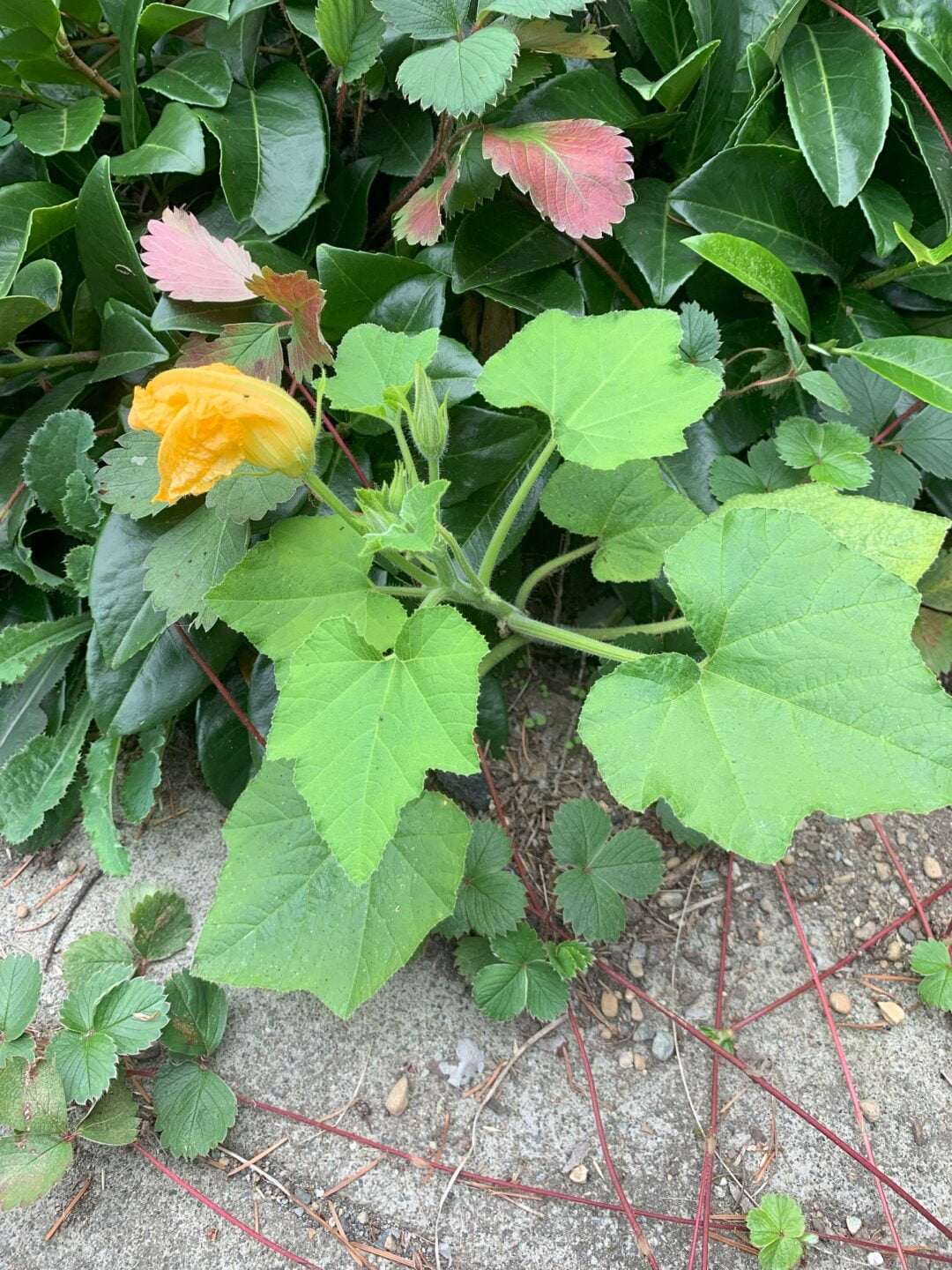 A vibrant green squash plant growing from a crack in the concrete.