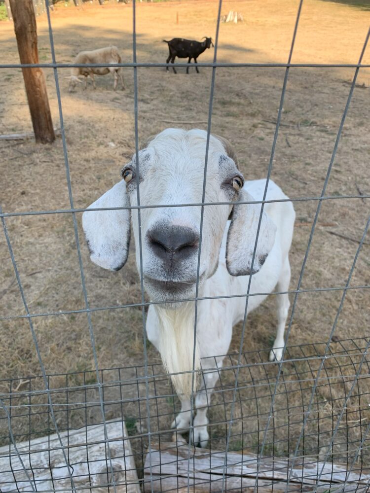 A white goat standing behind a wire fence.