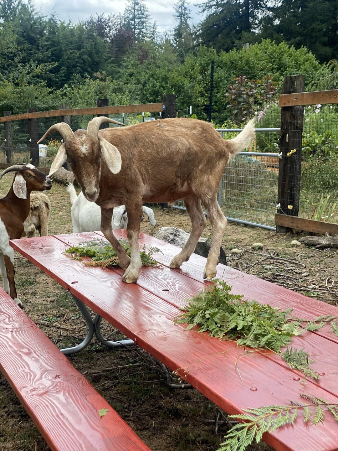 A reddish-brown goat climbing on a red, wooden picnic table.