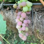 Purple and green grapes hanging heavily on a vine.