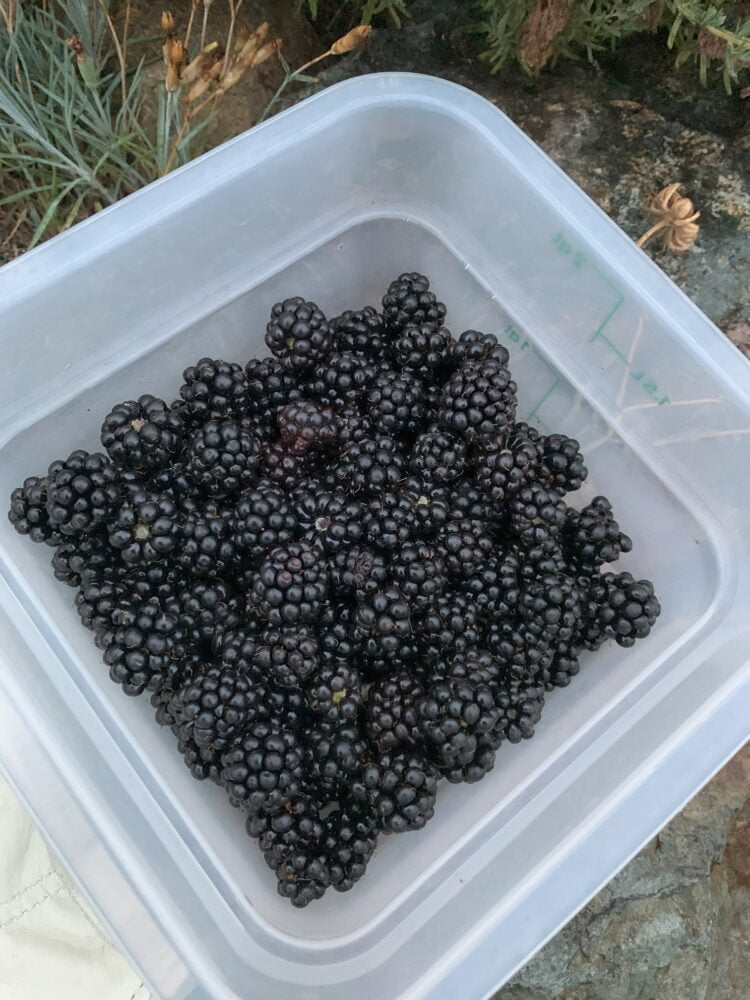 A plastic container filled with freshly picked blackberries.