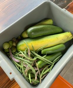 A container filled with freshly harvested beans and zucchini.